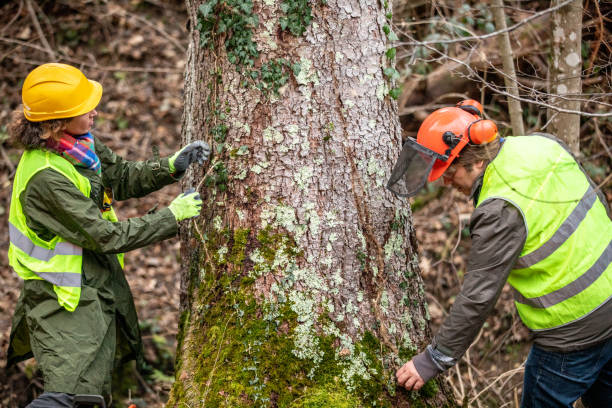 Trusted Dayton, TX Tree Removal Services Experts